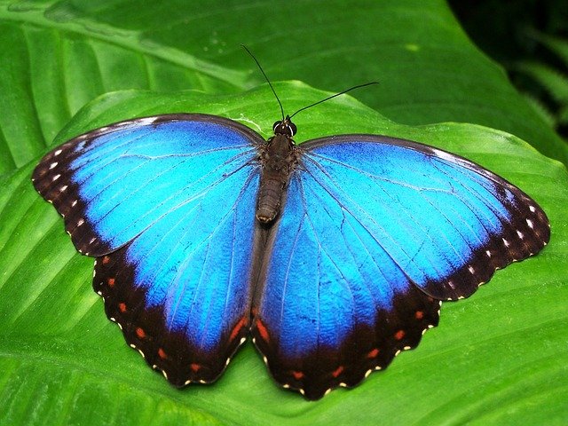 borboleta butterfly schmetterling